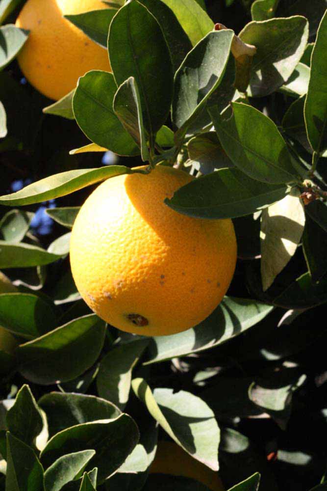              Fruit (Riverside, CA)       